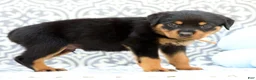 Rottweiler dogs for sale: Rusty - Ad 4