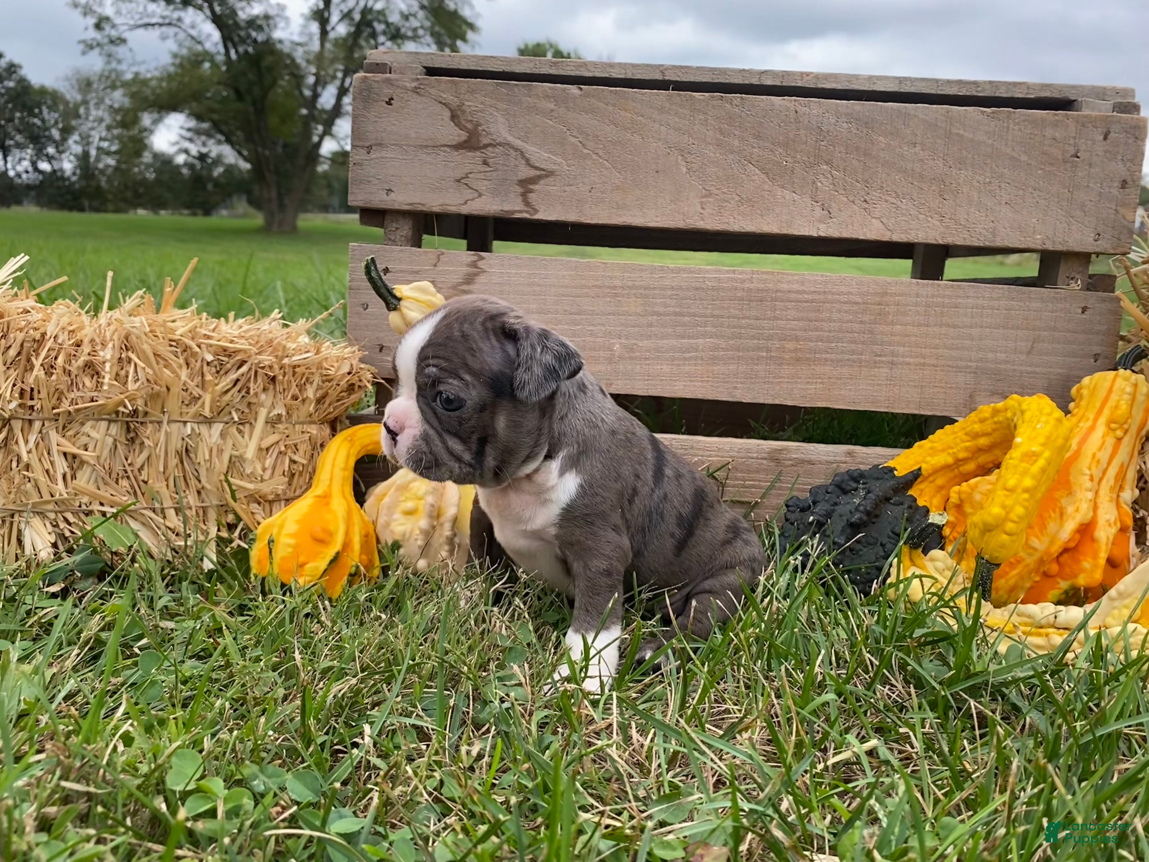 Gem, Boston Terrier