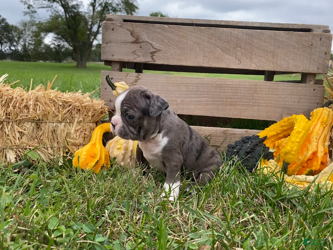 Boston Terrier dogs for sale: Gem - Ad 1