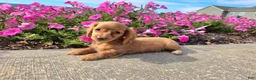 Miniature Dachshund dogs for sale: Hope - Ad 8