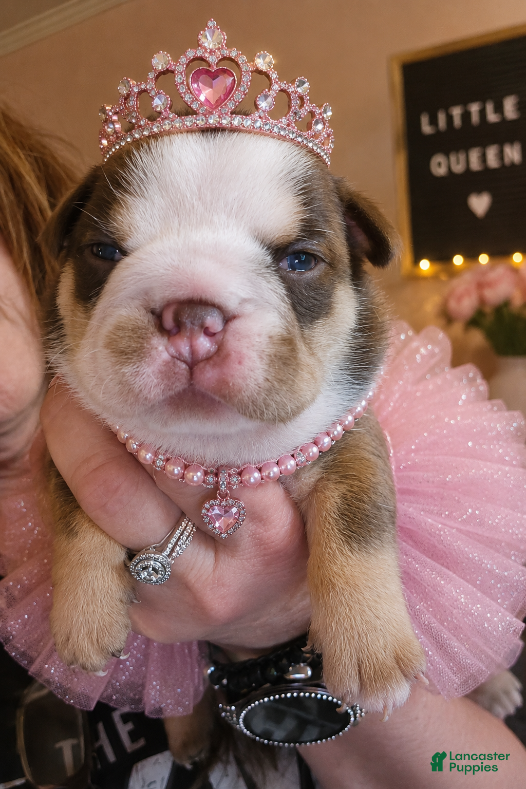 English Bulldog dogs Brandy - Ad 1
