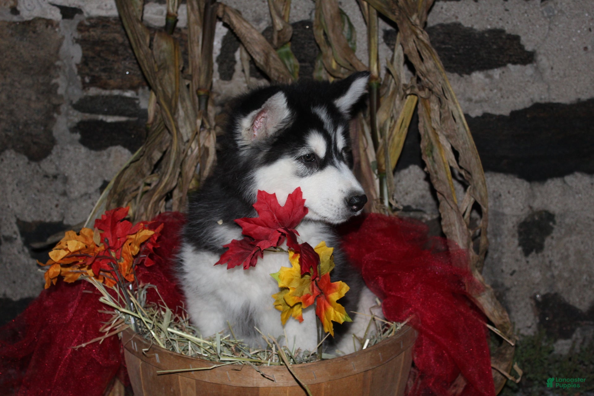Alaskan Malamute dogs Tundra - Ad 1