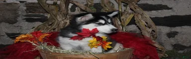 Tundra