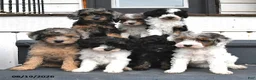 Miniature Poodle dogs for sale: Snowflake  - Ad 5