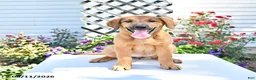 Golden Shepherd dogs for sale: Roxy - Ad 4