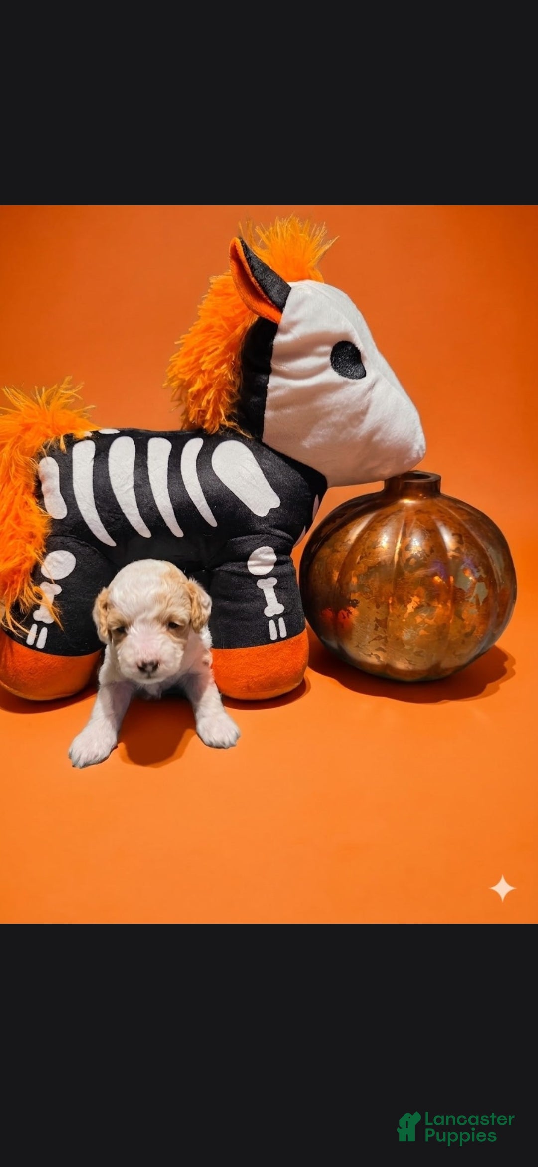 Toy Poodle dogs for sale: AKC ZERO (Tiny) - Ad 2