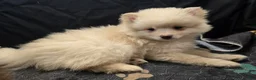 Pomsky dogs for sale: Toy cream boy - Ad 3