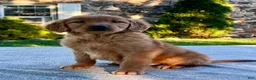 Golden Retriever dogs for sale: Libby - Ad 3