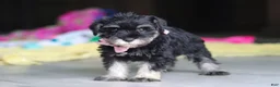Miniature Schnauzer dogs for sale: Daisy - Ad 7