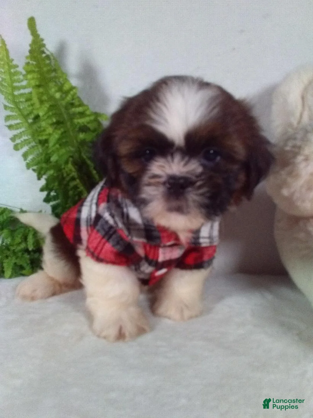 Shih Tzu dogs for sale: Bear - Ad 2