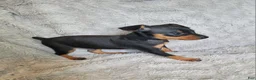 Miniature Pinscher dogs for sale: Parlo  - Ad 4