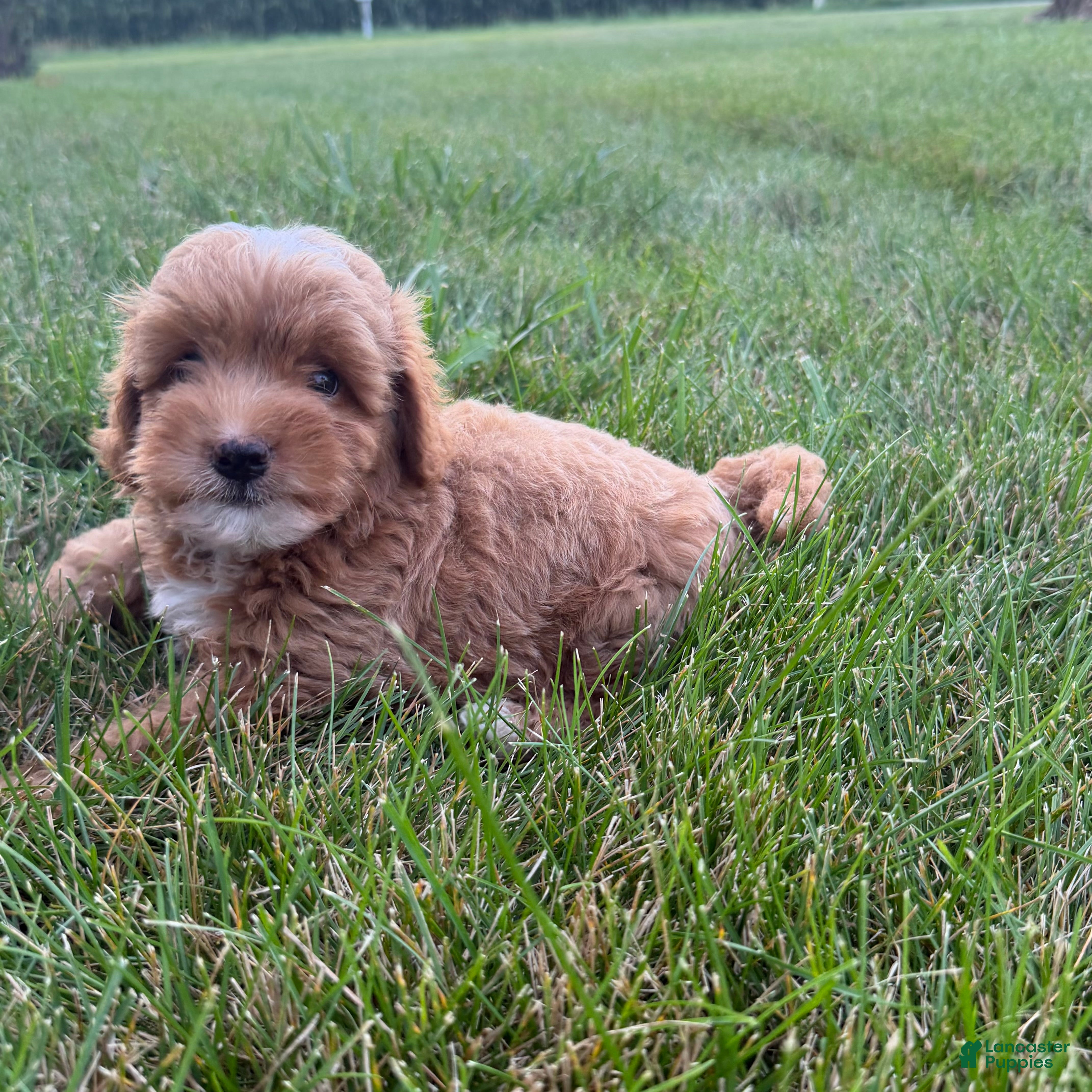 Mini Goldendoodle dogs Moose Mini Goldendoodle  - Ad 2