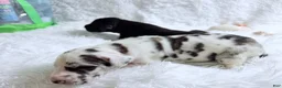 Great Dane dogs for sale: Artemis - Ad 23