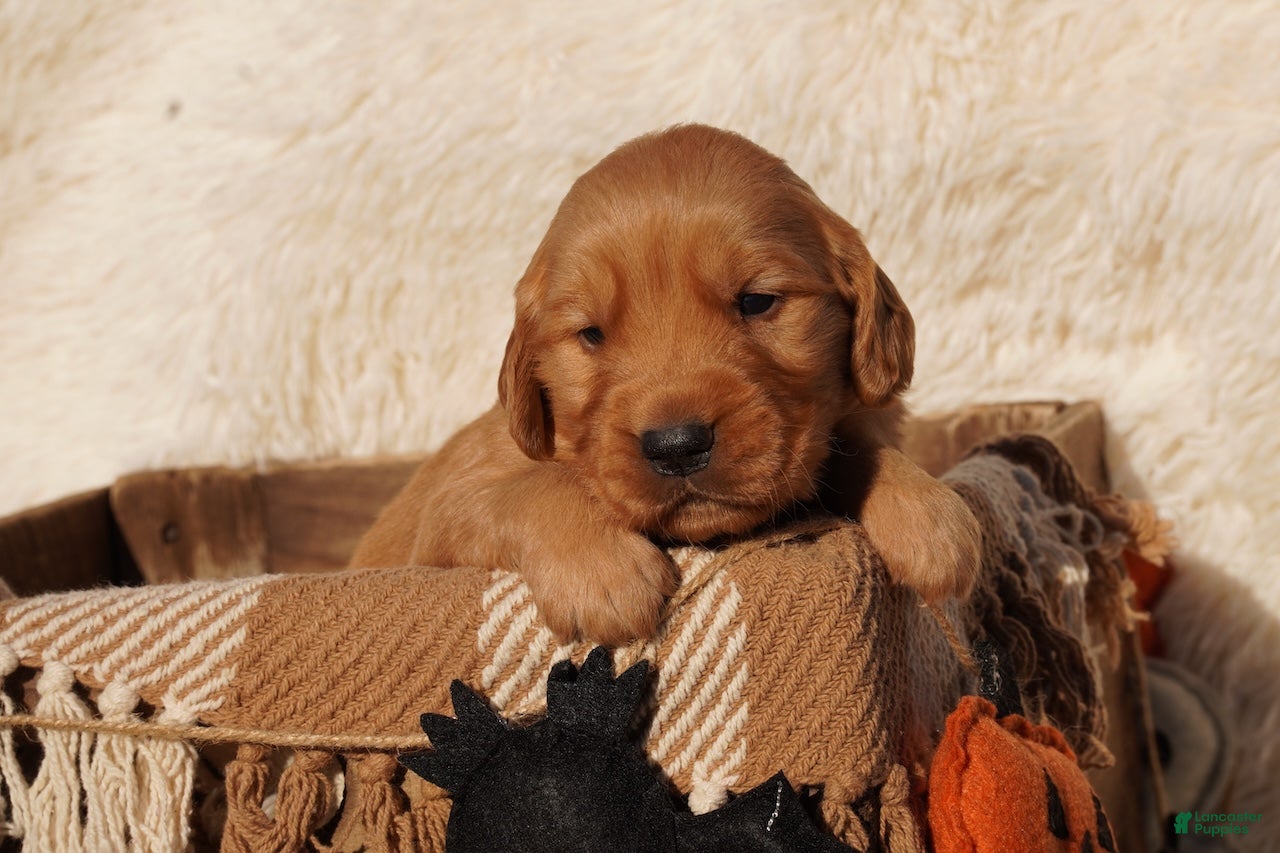 Golden Retriever dogs Rex - AKC, Genetically Clear - Ad 1