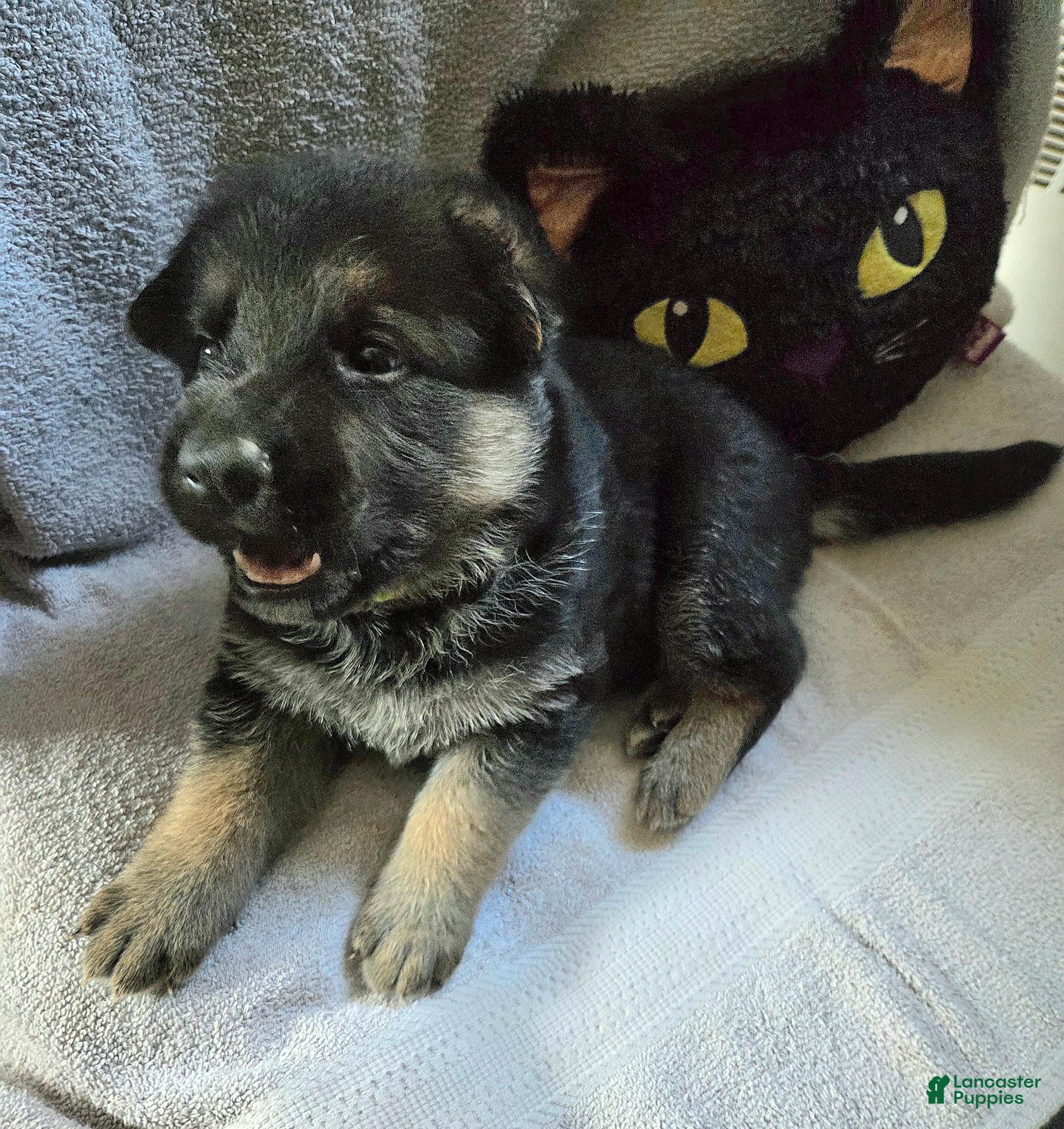 German Shepherd dogs Carl - Ad 2