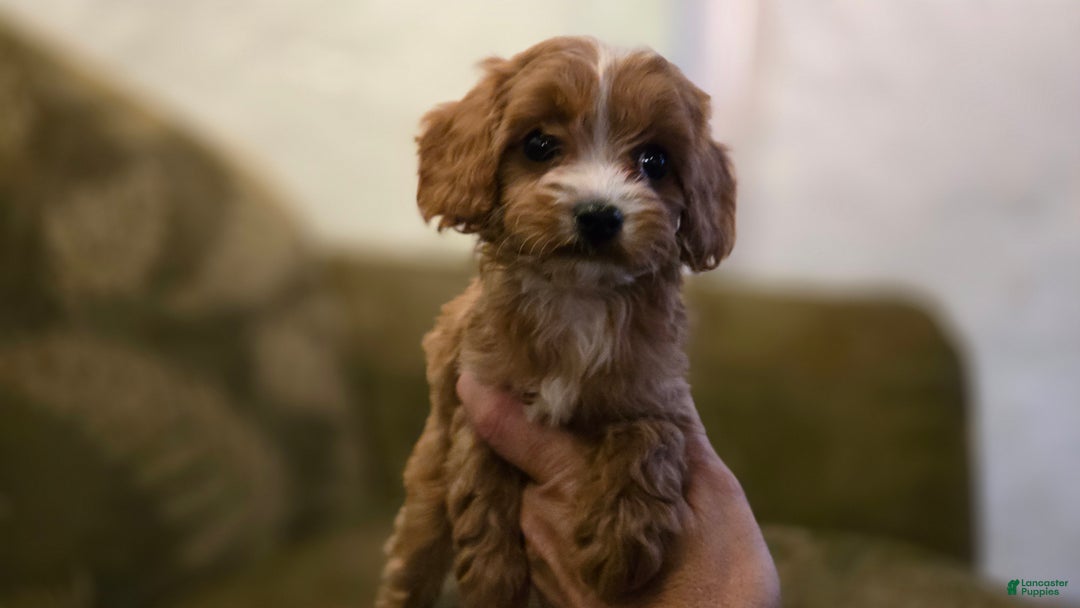 Cavapoo dogs for sale: Wren - Ad 2