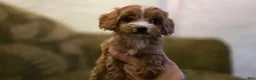 Cavapoo dogs for sale: Wren - Ad 2