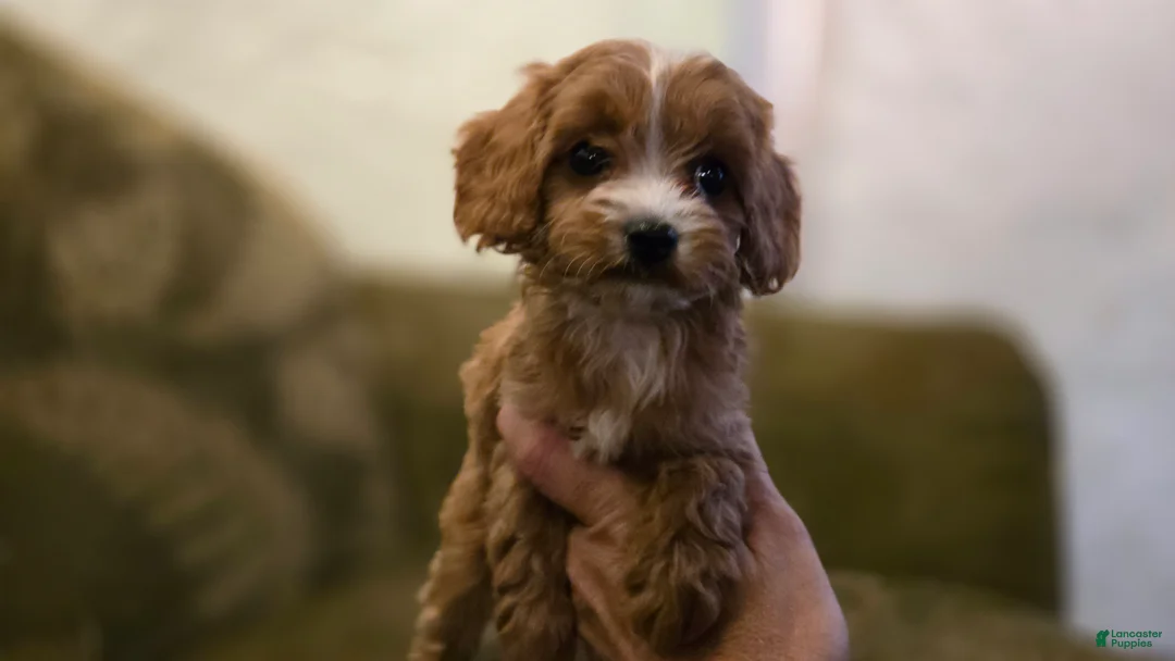 Cavapoo dogs for sale: Wren - Ad 2
