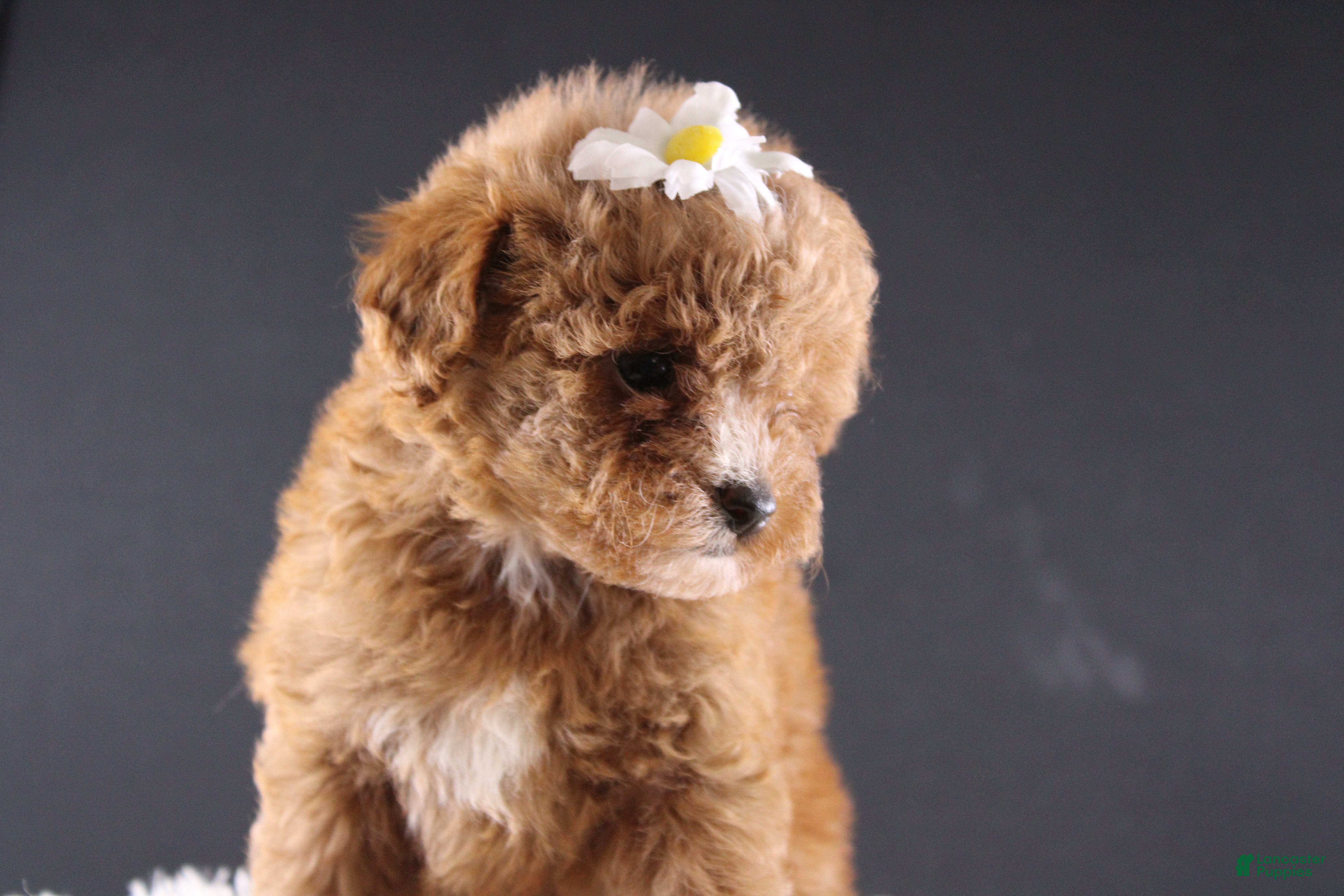 Shihpoo dogs Poppy - Ad 4