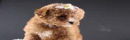 Shihpoo dogs for sale: Poppy - Ad 1