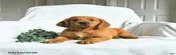 Mixed Breed dogs for sale: Wade - Ad 1