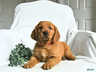 Mixed Breed dogs for sale: Wade - Ad 1