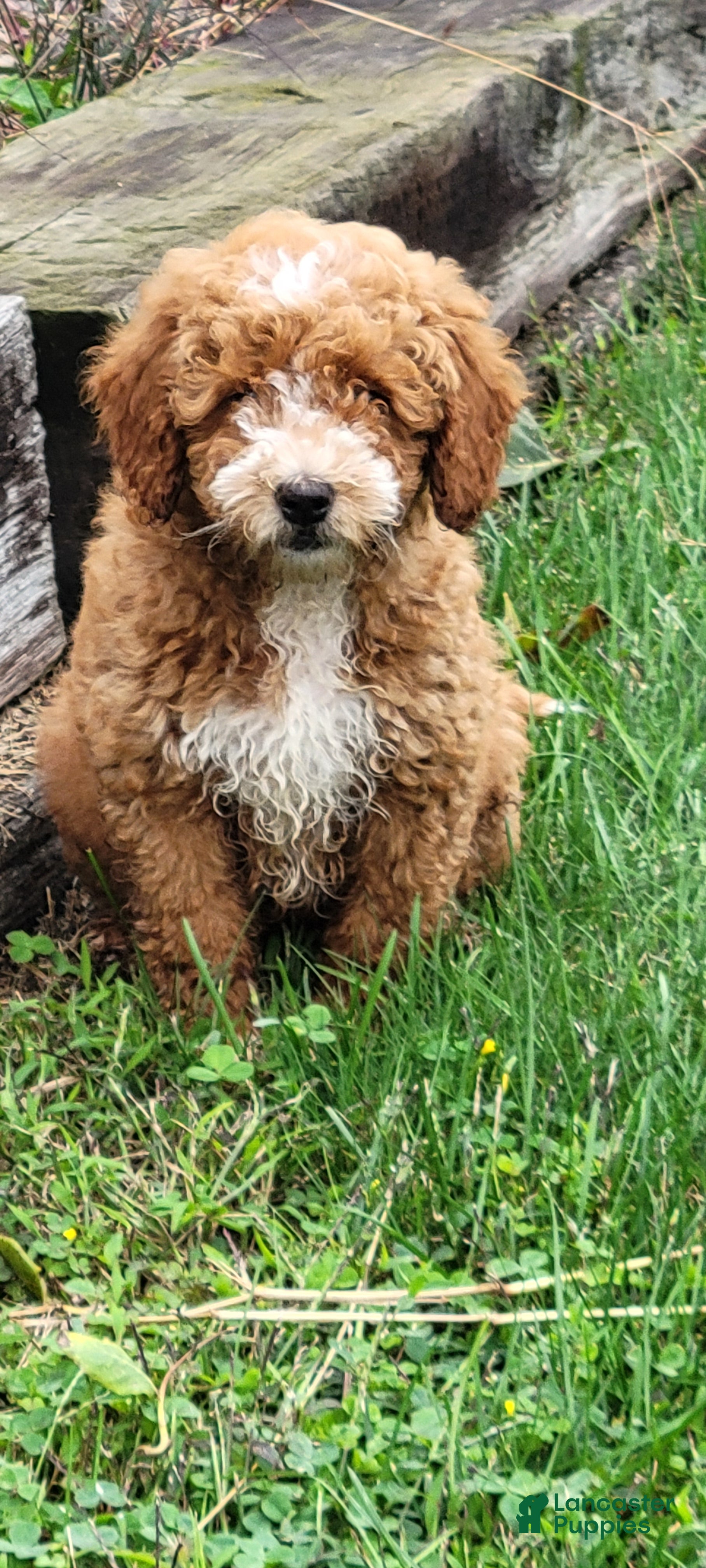 Roxy