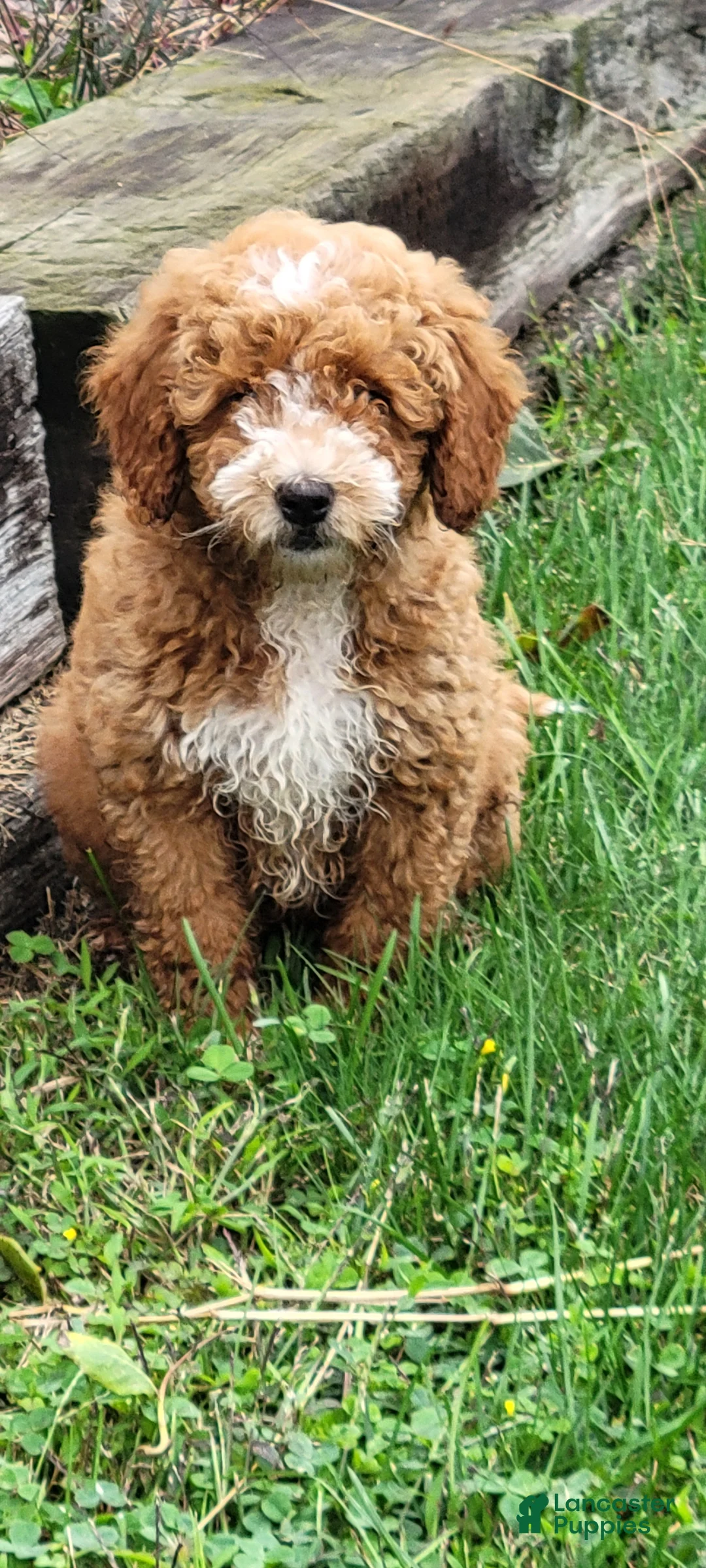 Mini Goldendoodle dogs for sale: Roxy - Ad 1
