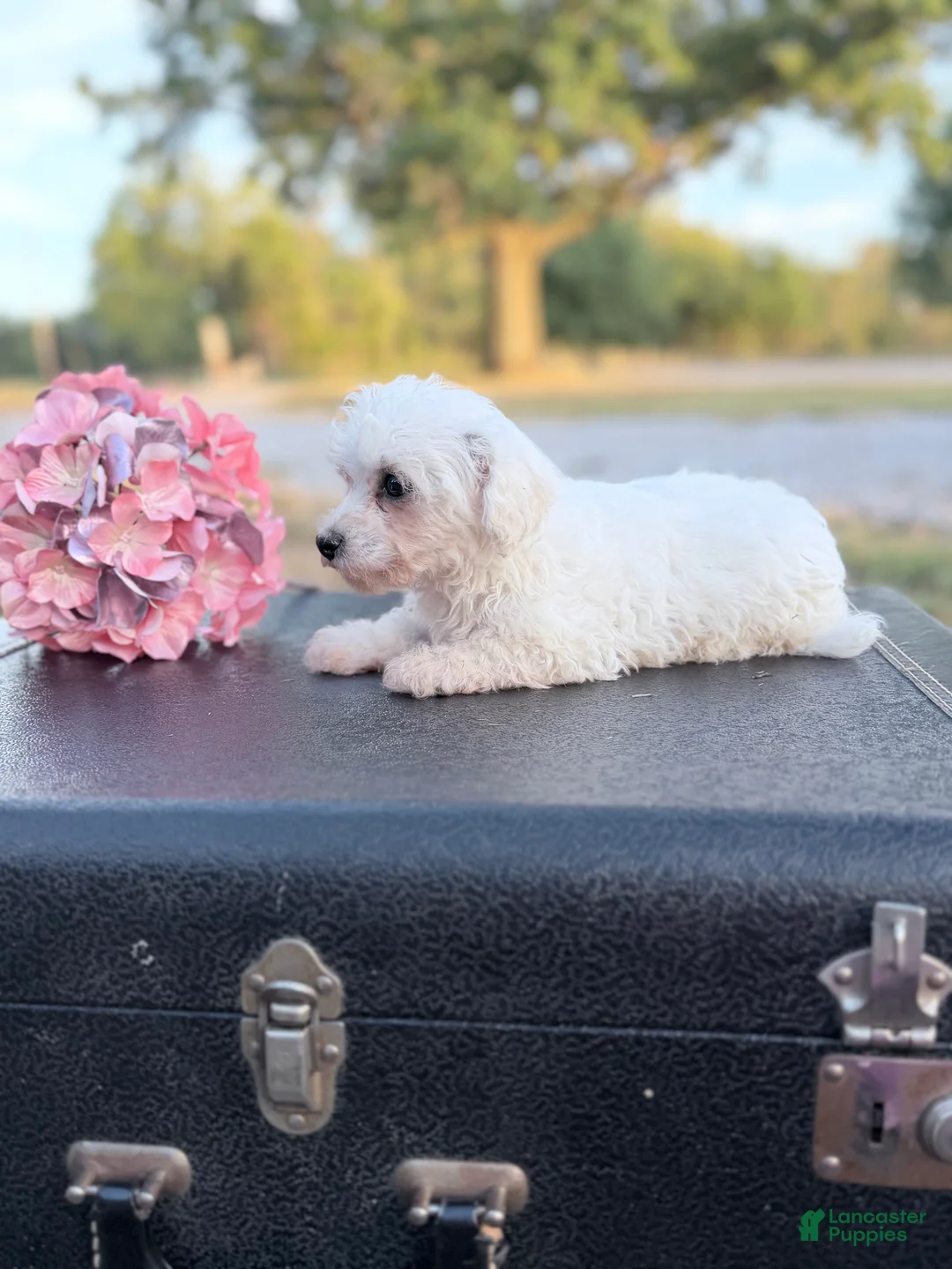 Bichon Frise dogs for sale: Bichon Frise - Mandie - Ad 4