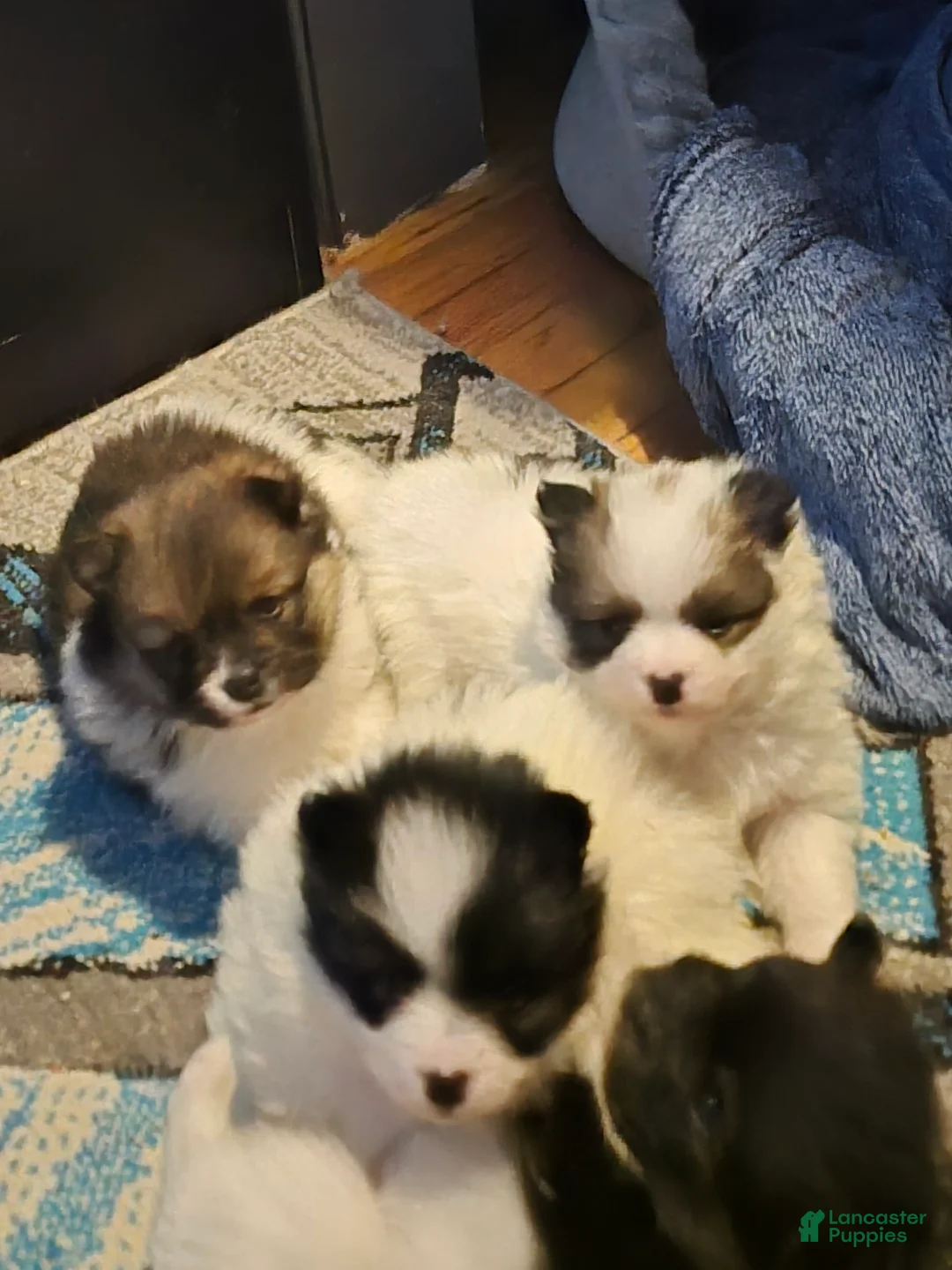 Gallery Image {{count}}