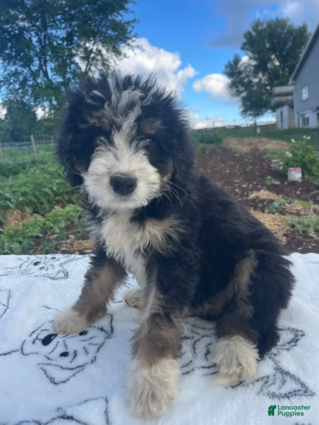 Mini Bernedoodle dogs for sale: Midnight - Ad 4