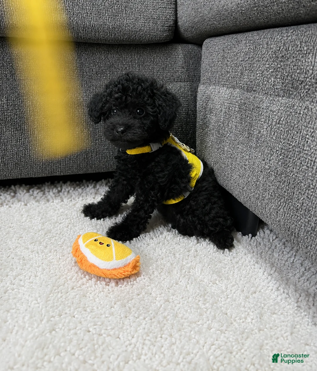 Toy Poodle dogs for sale: Roy - Ad 2