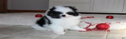 Pomeranian dogs for sale: Dax - Ad 5