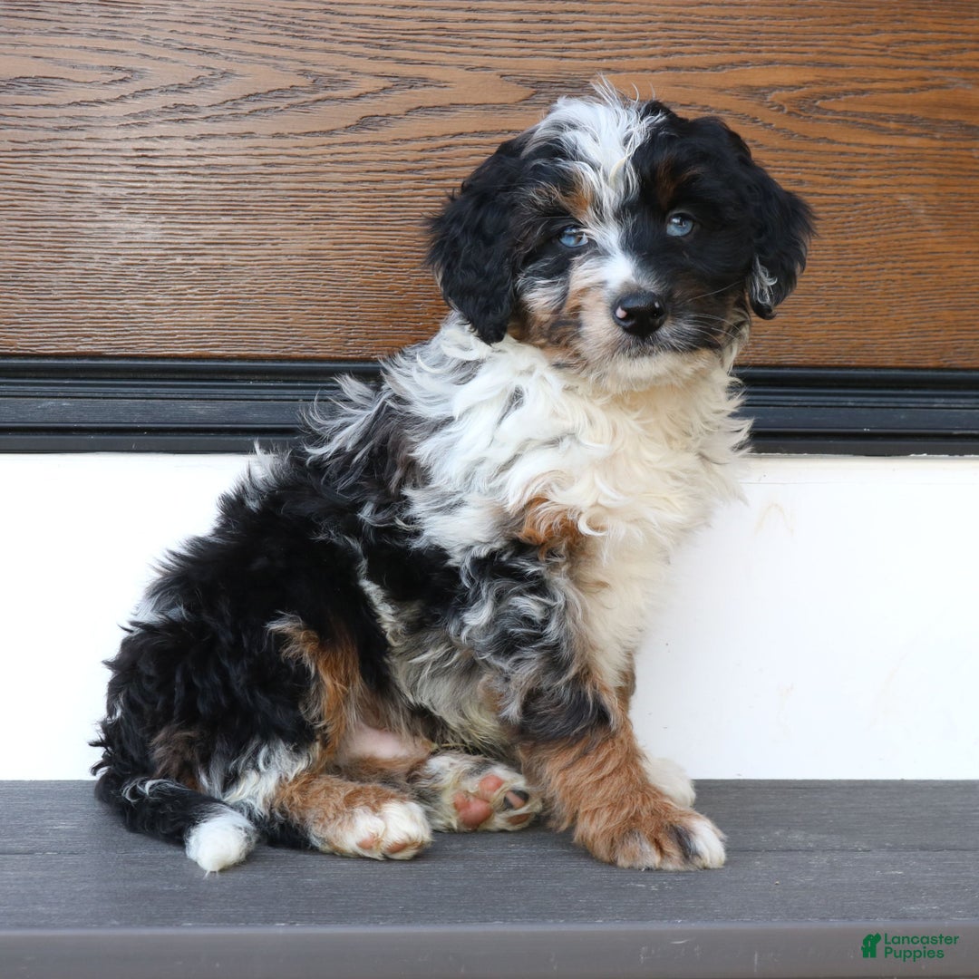 Mini Bernedoodle dogs for sale: Jojo  - Ad 4