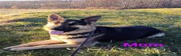 German Shepherd dogs for sale: German Shepherd Puppy Pink Collar - Ad 2
