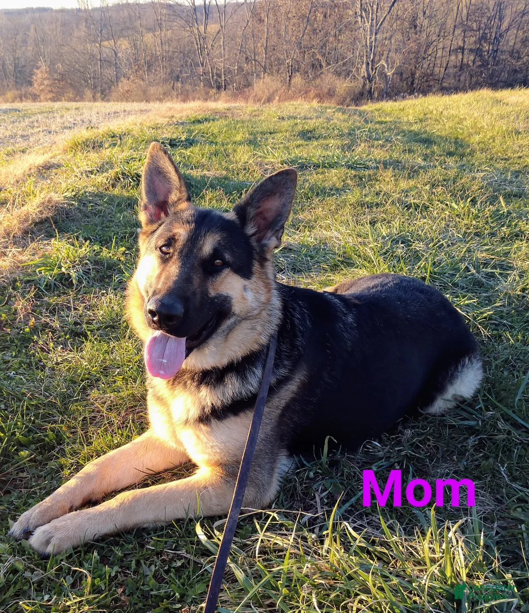 German Shepherd dogs for sale: German Shepherd Puppy Pink Collar - Ad 2