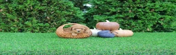 Toy Poodle dogs for sale: Finn - Ad 1