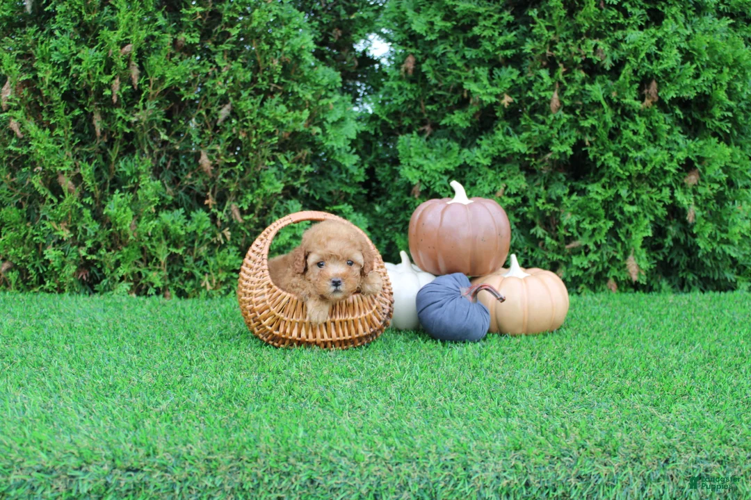 Toy Poodle dogs for sale: Finn - Ad 1