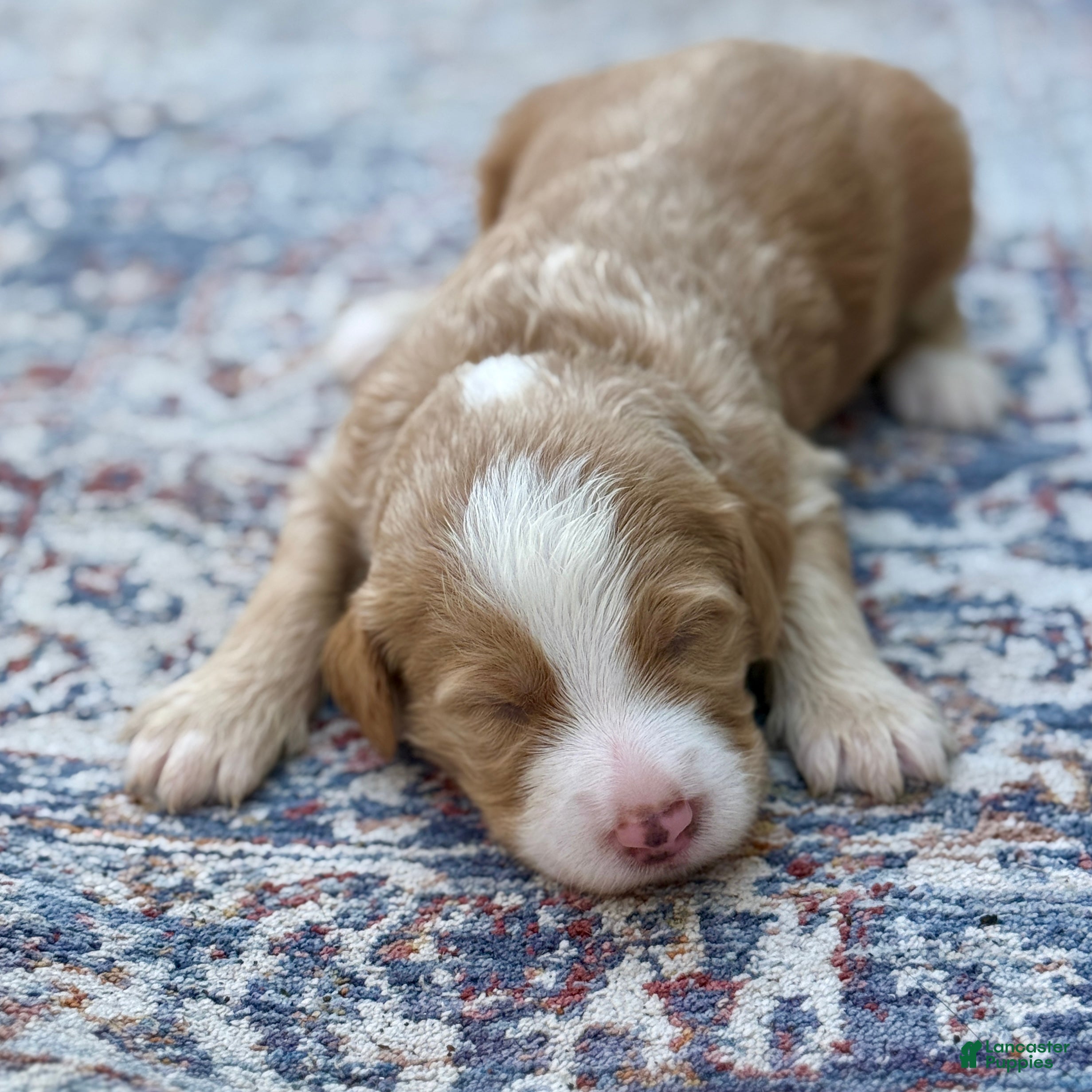 Bernedoodle dogs Zero - Ad 2