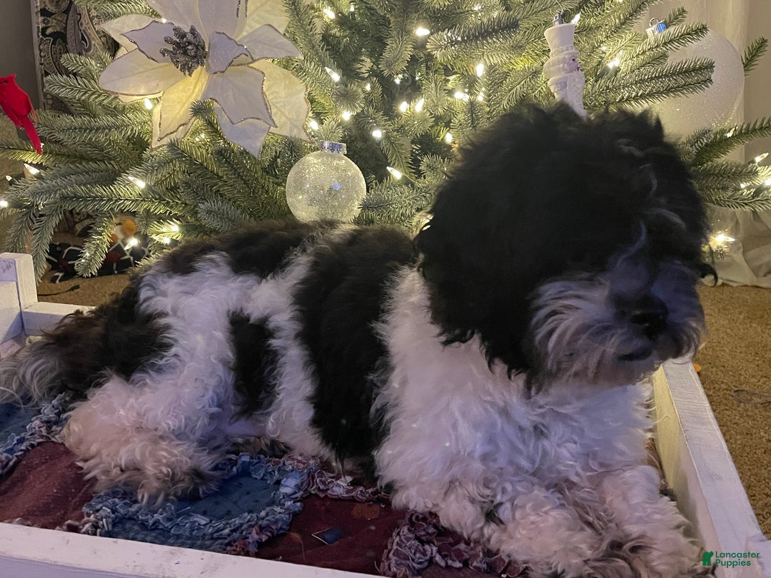 Mixed Breed dogs for sale: Cocoa - Ad 4