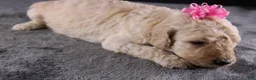 Standard Poodle dogs for sale: Dolly P - Ad 8