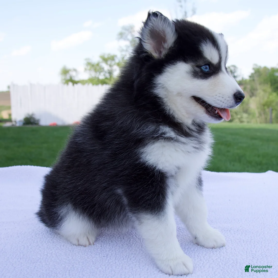 Pomsky dogs for sale: Sadie - Ad 2