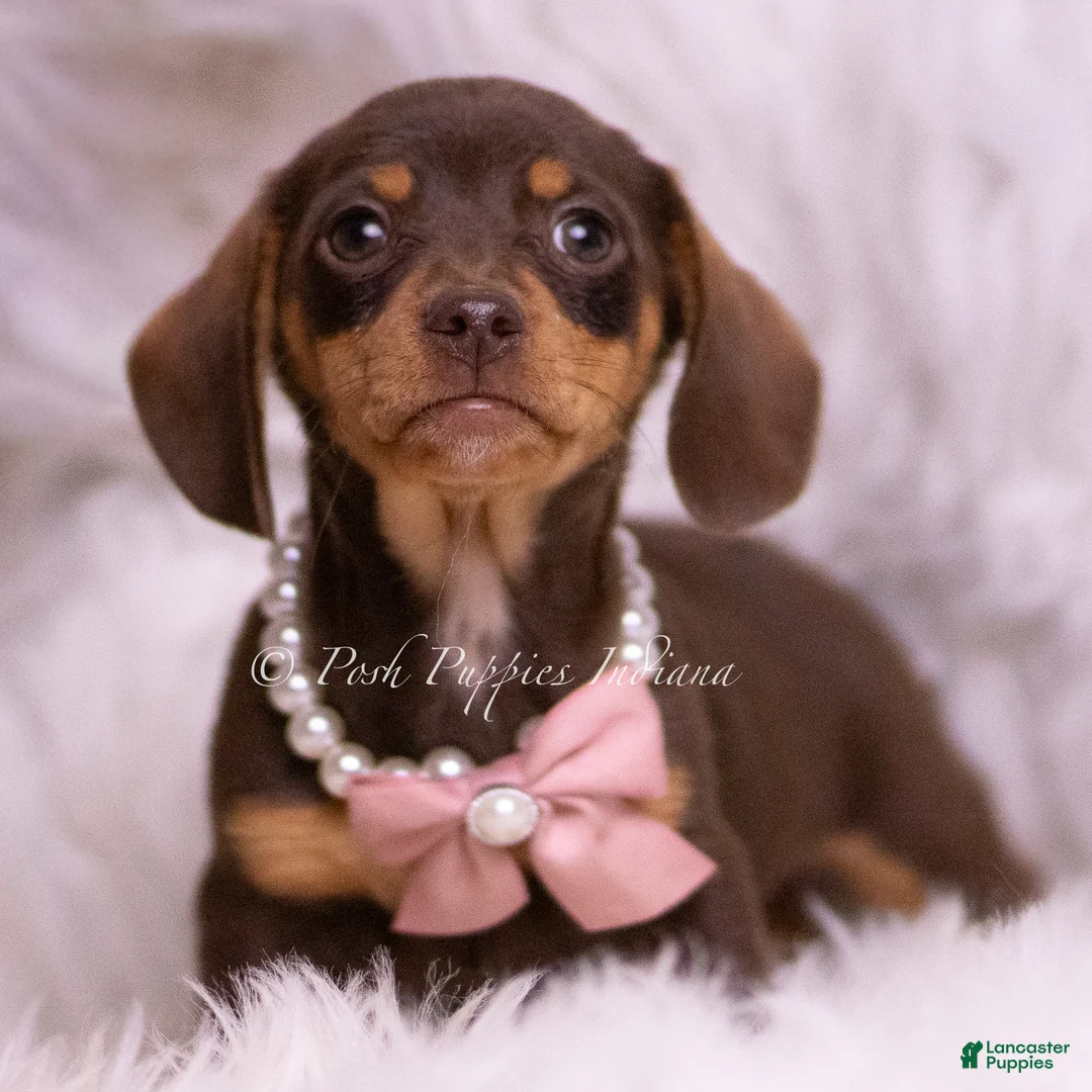 Miniature Dachshund dogs for sale: Lacie - Ad 1
