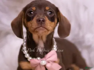 Miniature Dachshund dogs Lacie - Ad 17