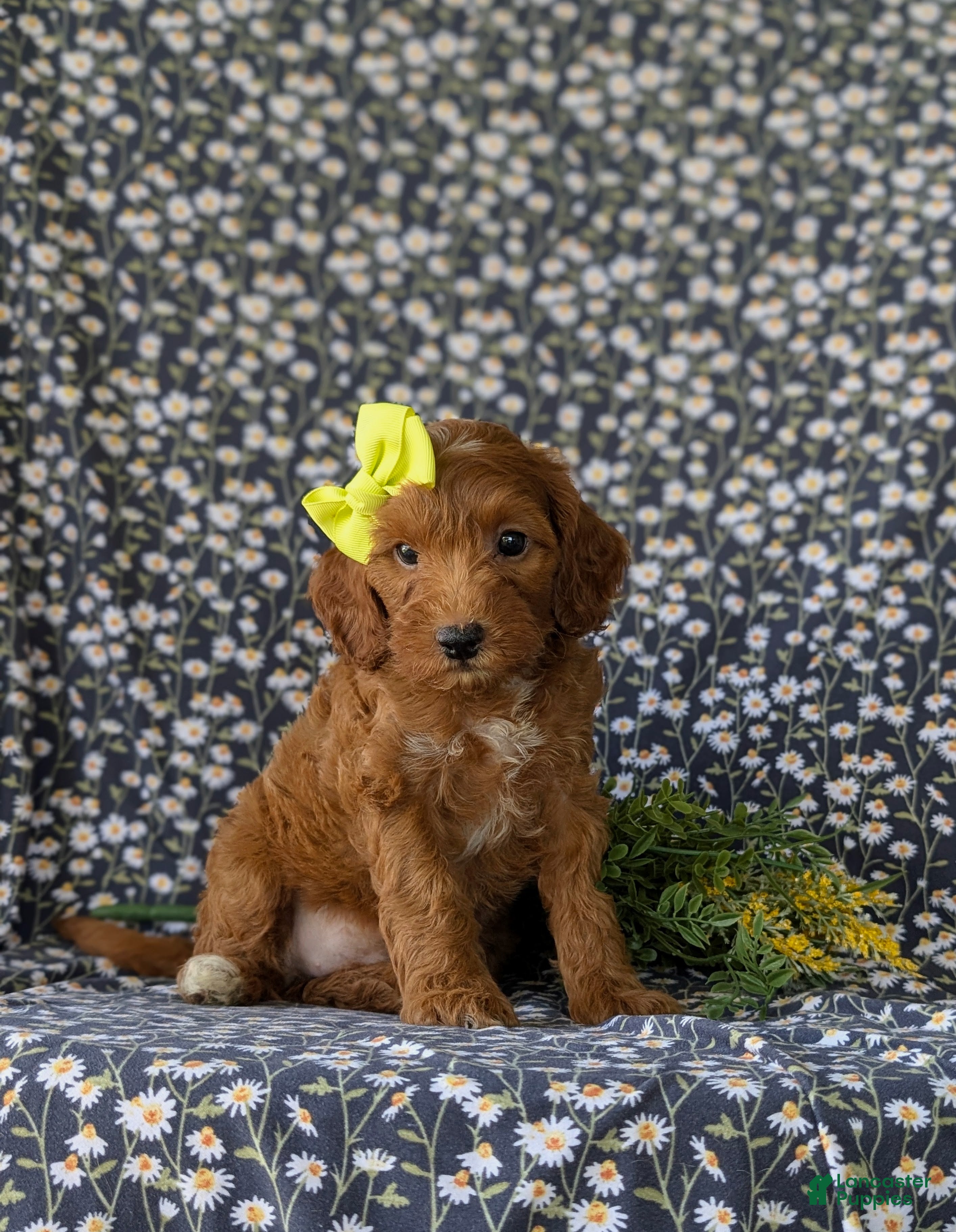 Cockapoo dogs Brie HYpoallergenic - Ad 2