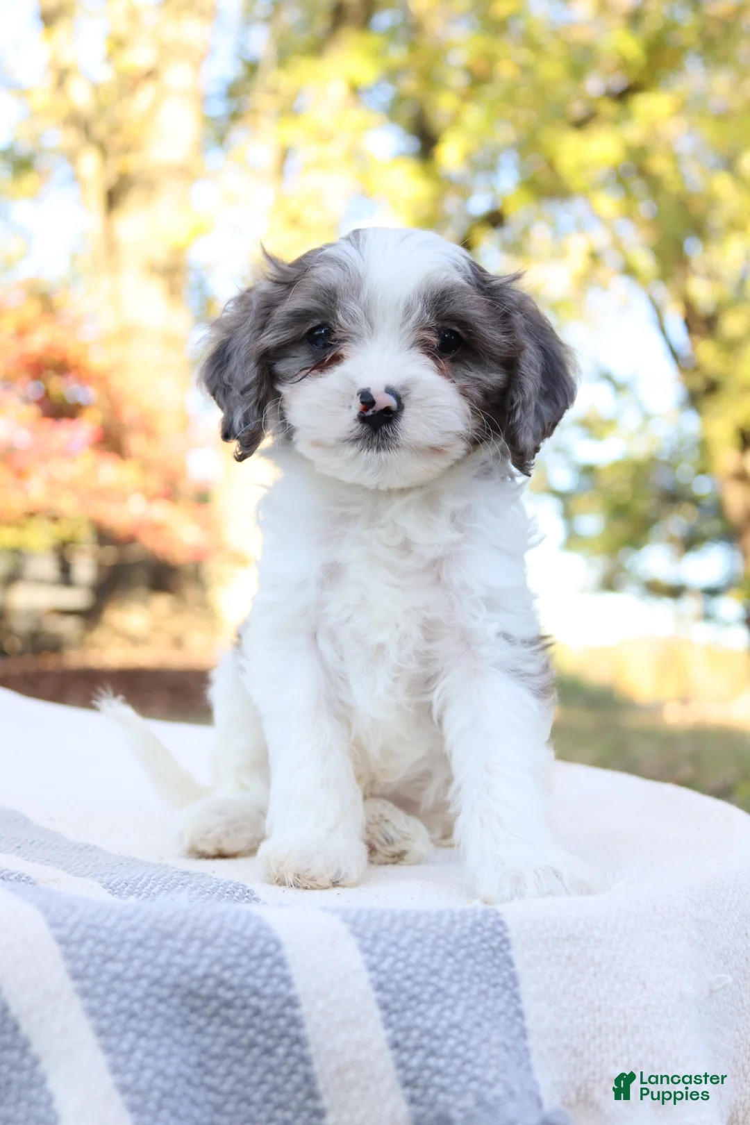 Cavapoo dogs for sale: Frost - Ad 7
