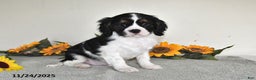 Cavalier King Charles Spaniel dogs for sale: Bingo - Ad 4