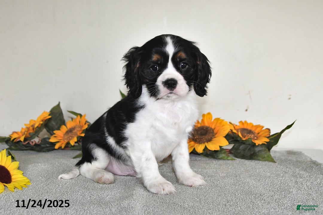 Cavalier King Charles Spaniel dogs for sale: Bingo - Ad 4