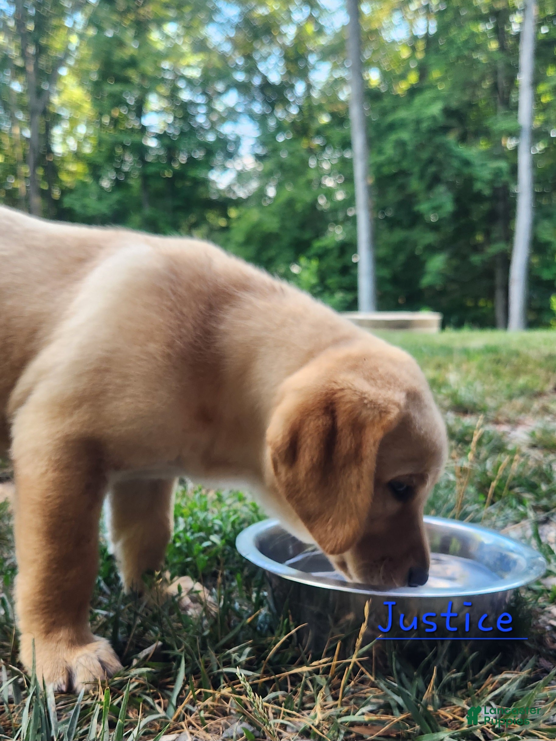 Labrador Retriever dogs Justice  - Ad 2