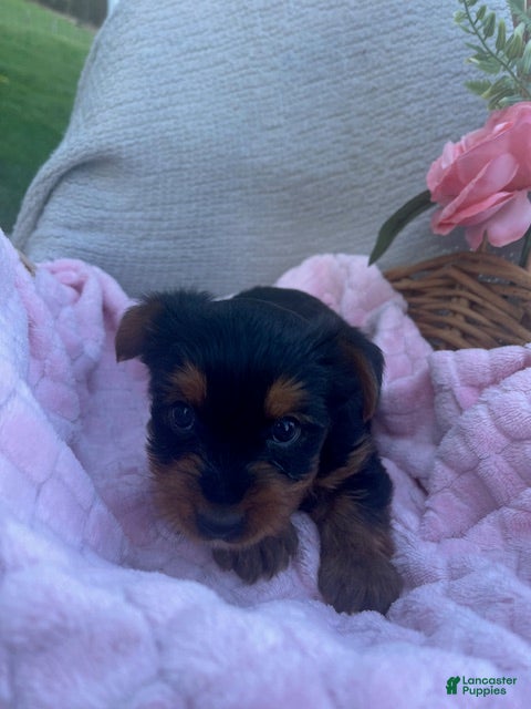 Yorkshire Terrier dogs Jenny - Ad 2